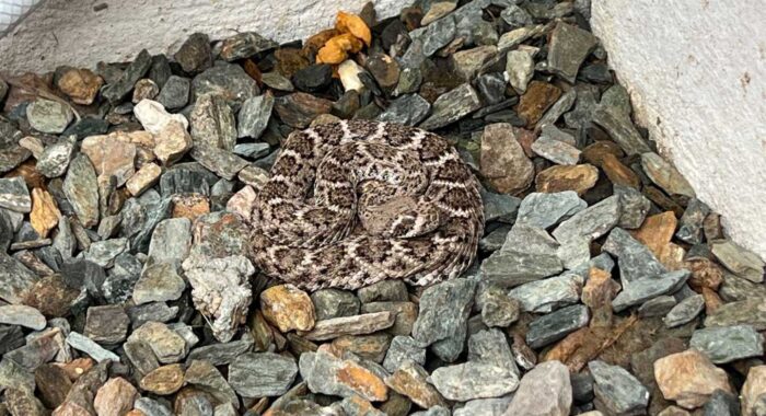 Spicy Little Western Diamondback
