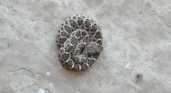 Young Rattlesnake in Carefree Arizona