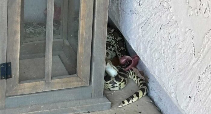 Gophersnake By The Door