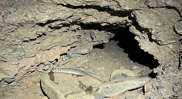 Western Diamondback’s Long Walk Home