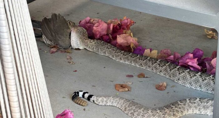 Western Diamondback Loses His Lunch