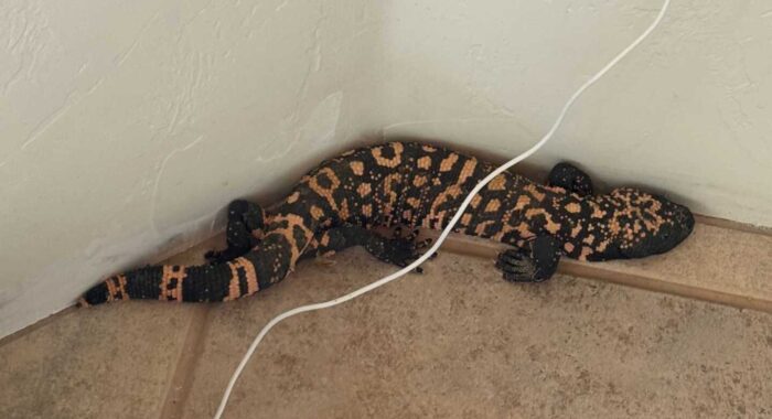 Gila Monster Inside a Home