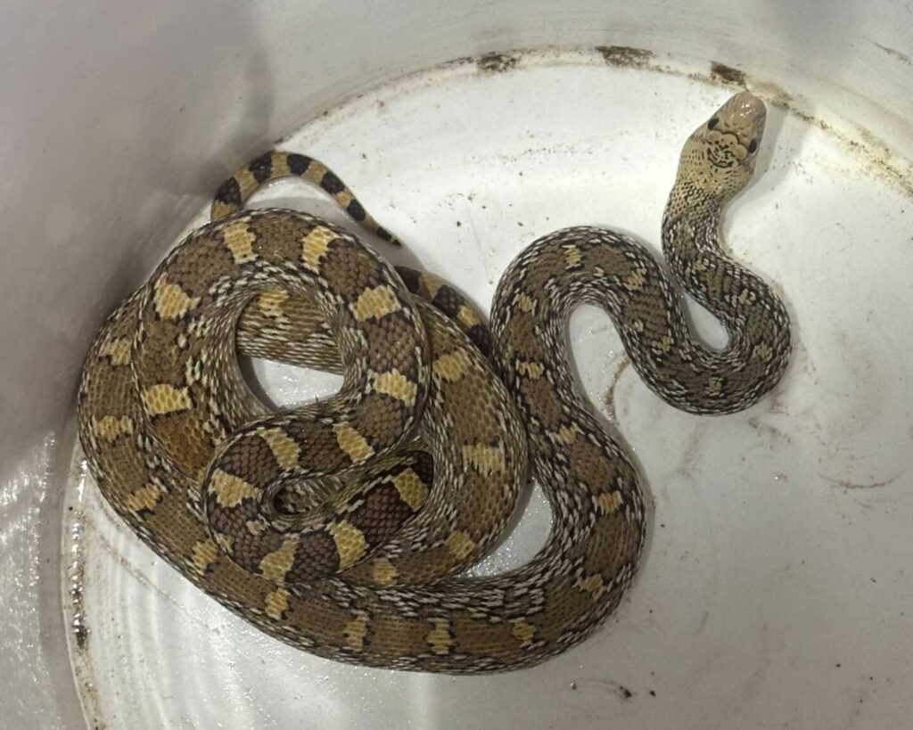 Gophersnake Being Sneaky in a Garage Door