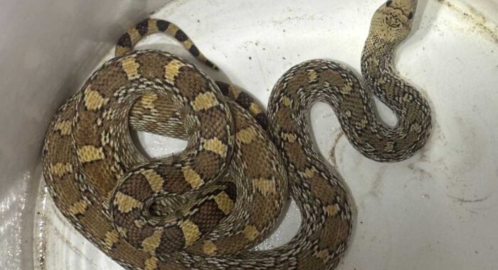 Gophersnake Being Sneaky in a Garage Door