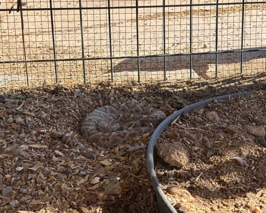 Western Diamondback Rattlesnake In A Chicken Coop