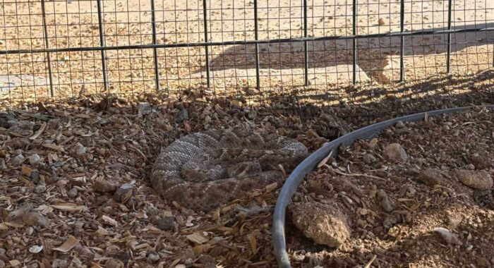 Western Diamondback Rattlesnake In A Chicken Coop