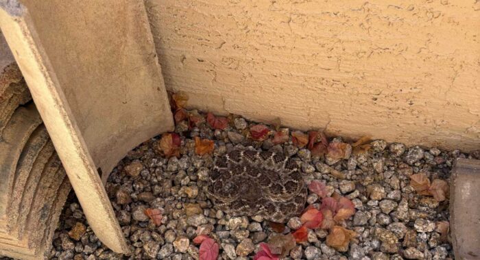 Western Diamondback Rattlesnake Finds the Only Shade