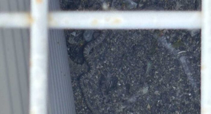 Window Well Rattlesnake Rescue