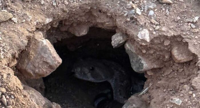 Western Diamondback Rattlesnake In a Hole