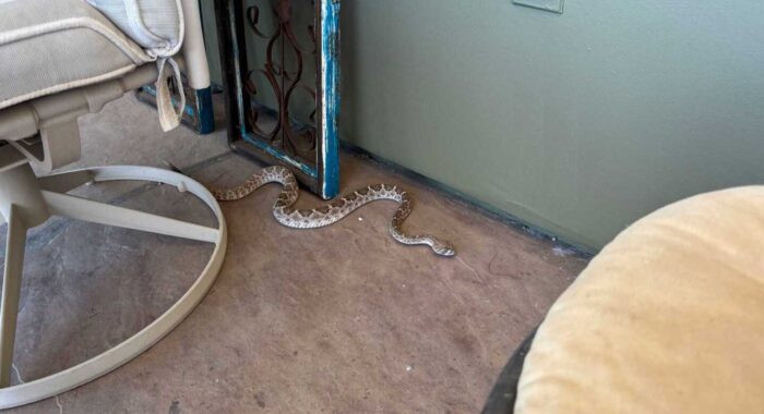 Boulder Garden Diamondback