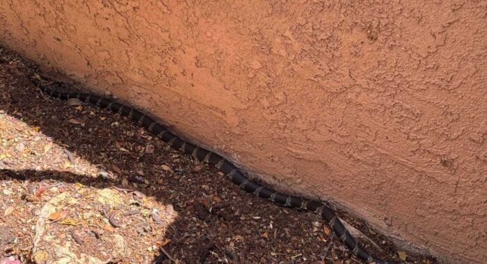 Kingsnake Gets a Helping Hand
