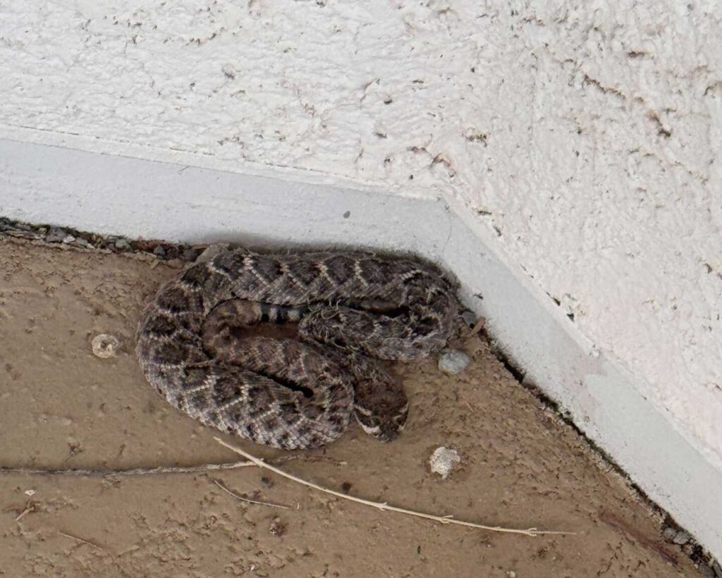 Juvenile Rattlesnake Behind the Grill