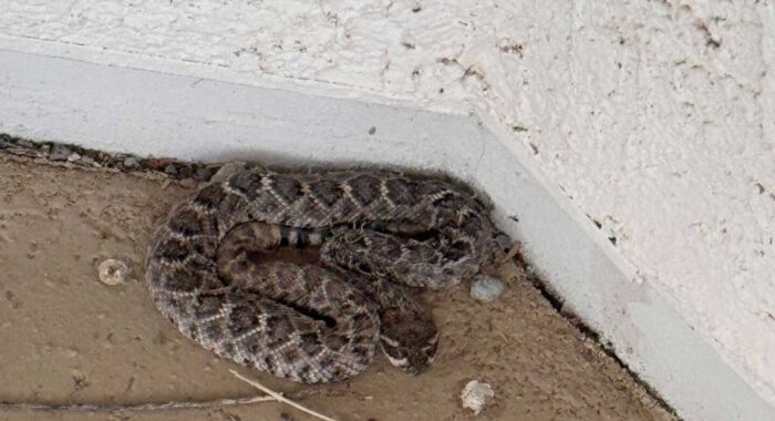 Juvenile Rattlesnake Behind the Grill