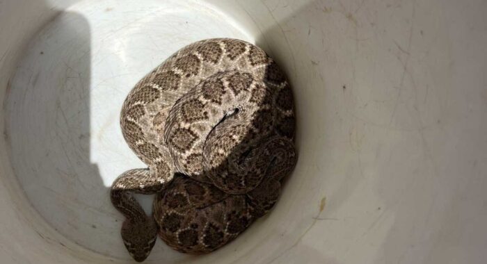 Pair of Western Diamondbacks Before Fencing Installation