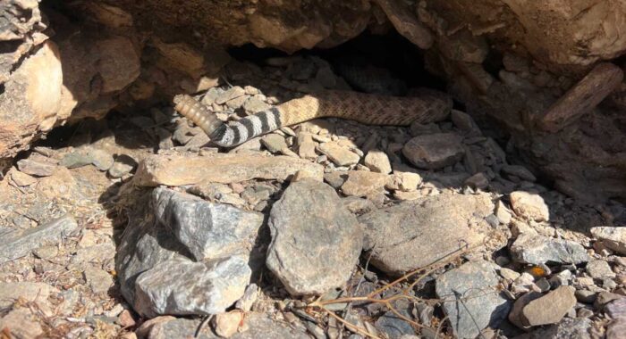 Office Entrance Surprise Rattlesnake