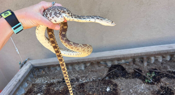 Gophersnake Trapped in Garden Netting