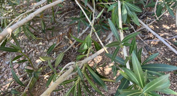 Western Diamondback Under Front Yard Bush