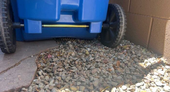 Sonoran Gophersnake Under a Trash Can