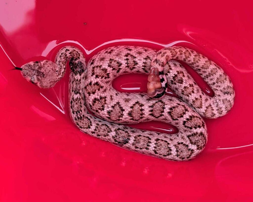 Baby Rattlesnake With An Injury
