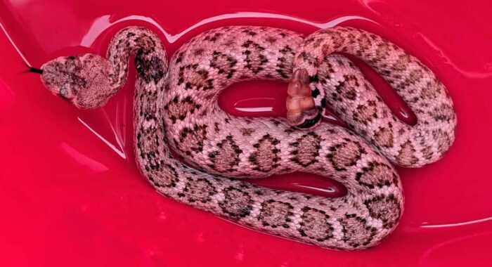 Baby Rattlesnake With An Injury