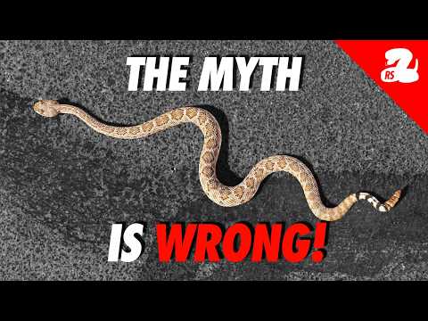 The Truth About Rattlesnakes and Heat