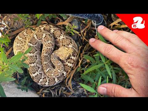 Watch for RATTLESNAKES While Gardening