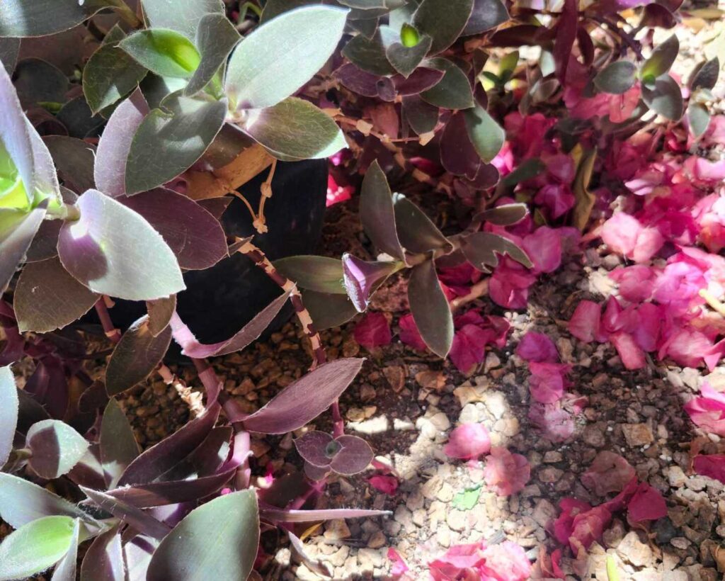 Hidden Rattlesnake