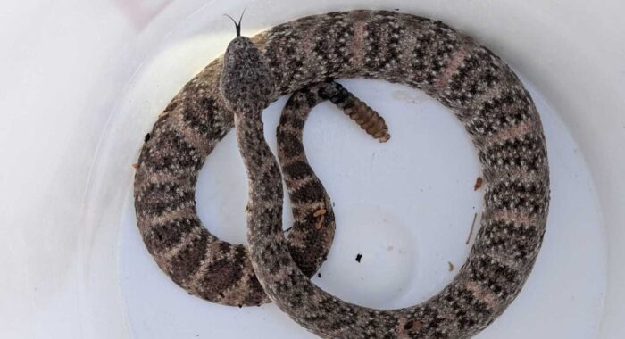 Speckled Rattlesnake Outsmarts Us for a While