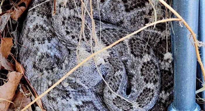 Western Diamondback Rattlesnake Pauses a Horse Property Fence Project