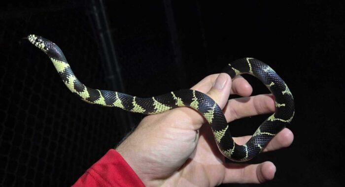 Young Kingsnake Testing the Fence Line
