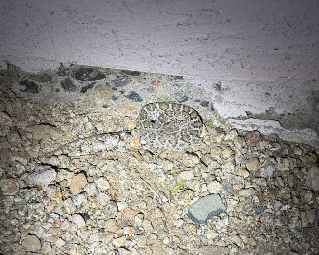 Young Diamondback Finds Better Shelter