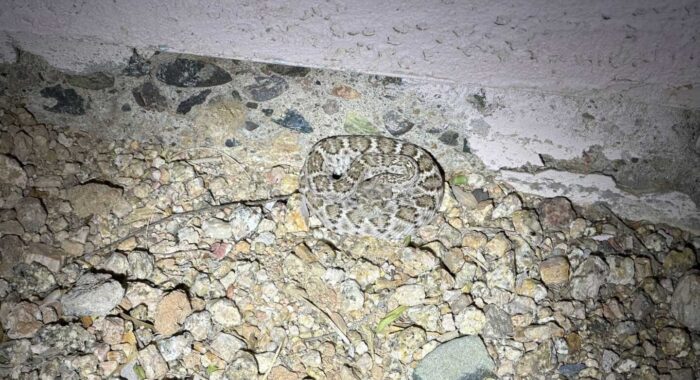 Young Diamondback Finds Better Shelter