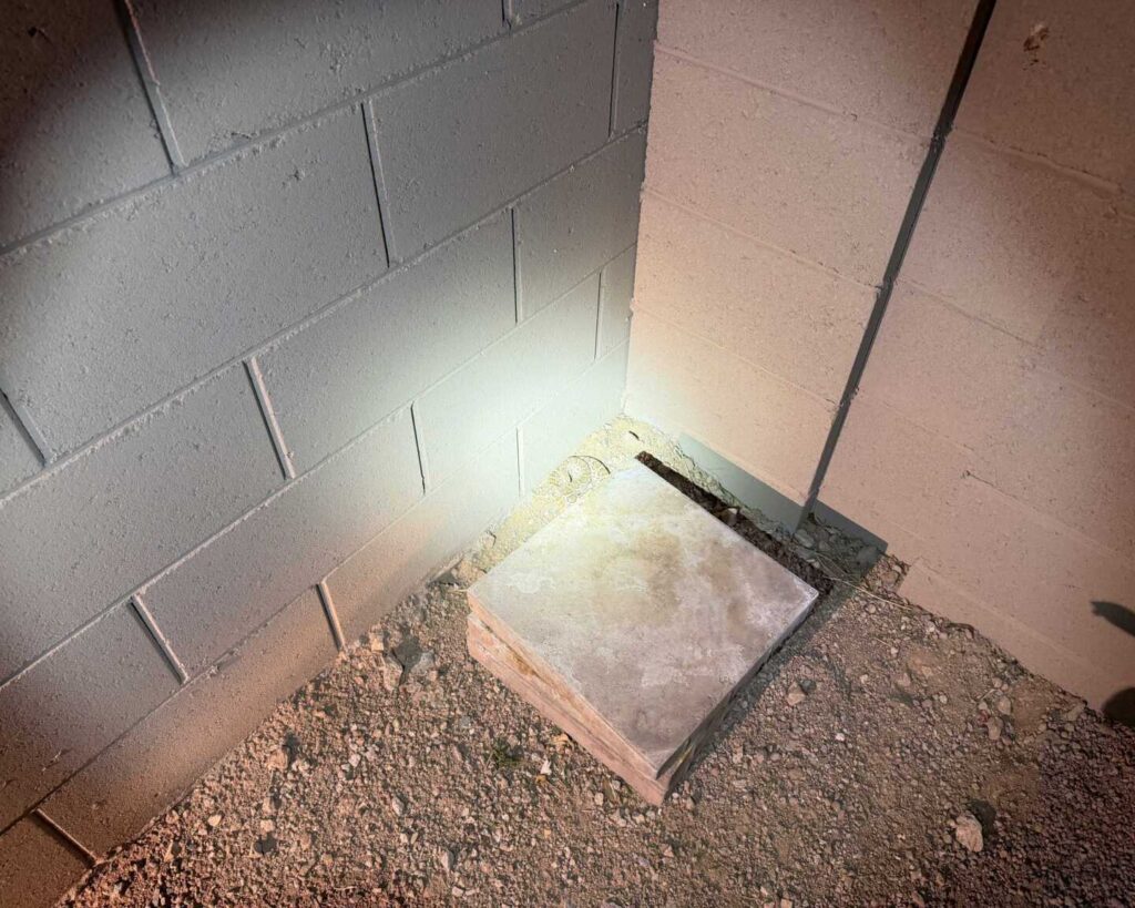 Western Diamondback Rattlesnake Makes a Surprise Return in Laveen