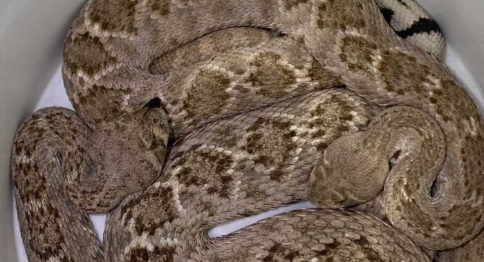 Two Western Diamondback Rattlesnakes Found Beside a Leaking AC Unit