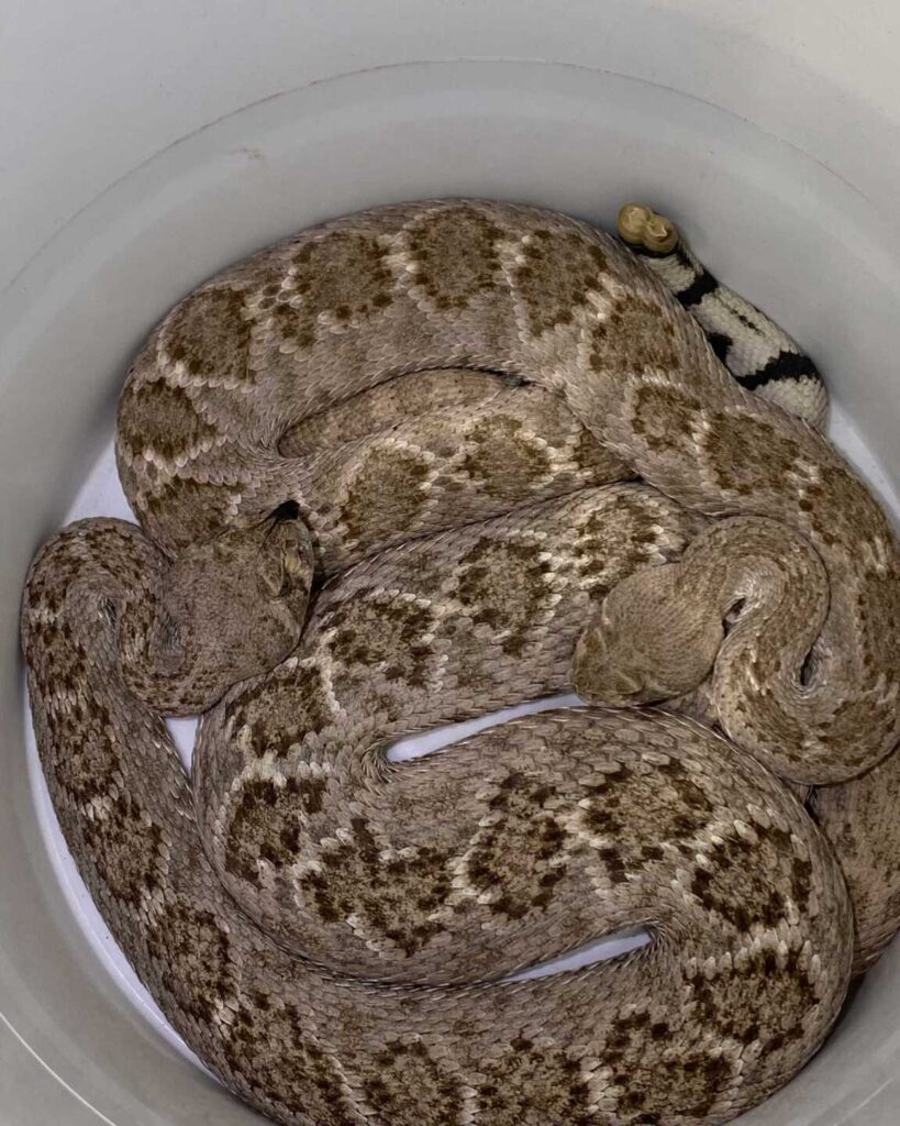 Two Western Diamondback Rattlesnakes Found Beside a Leaking AC Unit