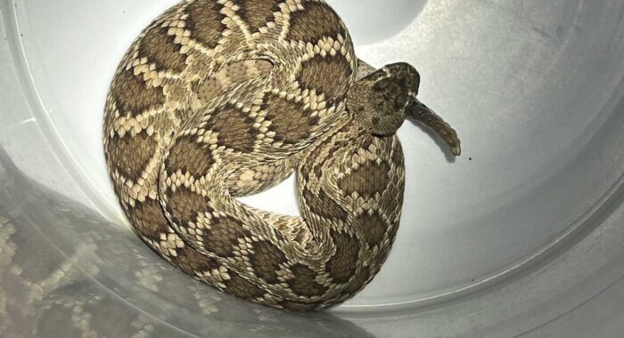 Mojave Rattlesnake Crosses Into an Unusual Neighborhood