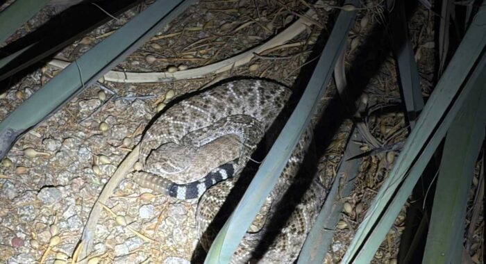 Snake Interrupted Dinner