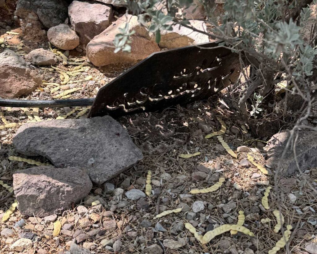 Rattlesnake Waiting in Backyard