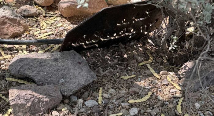 Rattlesnake Waiting in Backyard