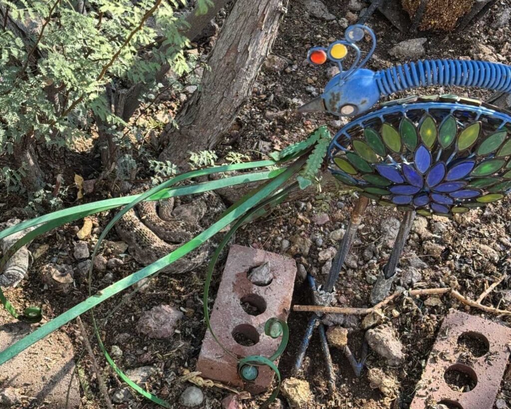 Western Diamondback Rattlesnake Under Lawn Decoration