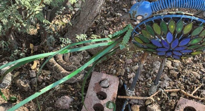 Western Diamondback Rattlesnake Under Lawn Decoration