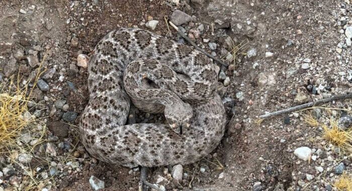Western Diamondback Rattlesnake Found During Tucson School Fence Inspection