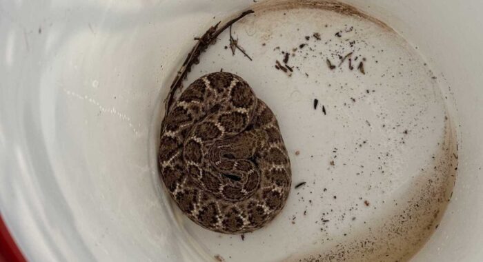 Young Western Diamondback Rattlesnake Headed for the Hose Box