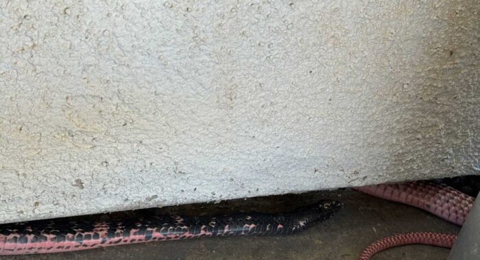 Pink and Black Coachwhip Rescued from House Flashing