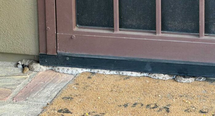 Western Diamondback Rattlesnake Hidden Beneath a Scottsdale Door Threshold