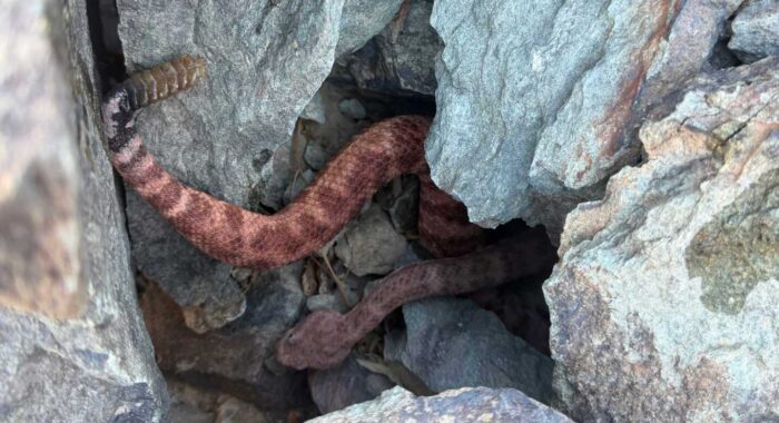 A Rattlesnake Already on Its Way Home