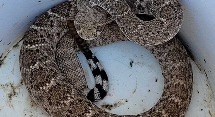 A Rattlesnake and a Snake Fence