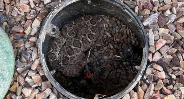 Western Diamondback Rattlesnake Found Beneath a Dripping Hose Faucet