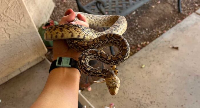 Sonoran Gophersnake Causes a Two-Snake Mystery