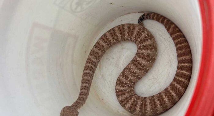 Paradise Valley Speckled Rattlesnake Beauty